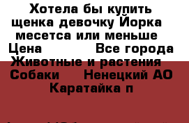 Хотела бы купить щенка девочку Йорка 2 месетса или меньше › Цена ­ 5 000 - Все города Животные и растения » Собаки   . Ненецкий АО,Каратайка п.